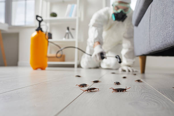 Commercial Kitchen Cockroach Control in O'Fallon